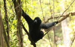 云南黄连山国家级自然保护区旅游攻略之黑长臂猿
