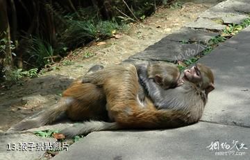 貴陽森林公園-猴子照片