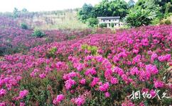 重慶巴南天坪山雲林天鄉旅遊攻略之花海