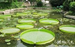 西安植物园旅游攻略之水生植物区