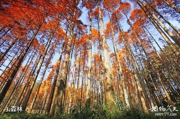 靖州排牙山森林公园-森林照片