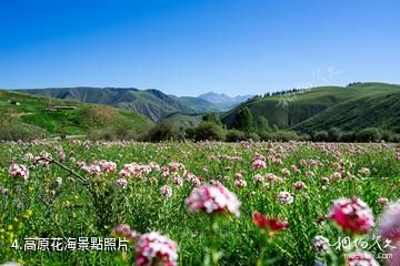 海北祁連阿咪東索景區-高原花海照片