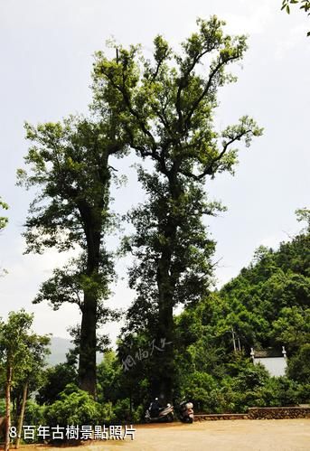 浙江長濂文化村-百年古樹照片