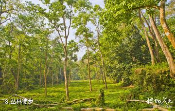 尼泊尔奇特旺国家森林公园-丛林徒步照片
