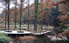 中國科學院武漢植物園旅遊攻略之松柏園