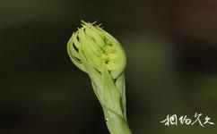 廣西雅長蘭科植物國家級自然保護區旅遊攻略之雅長玉鳳花