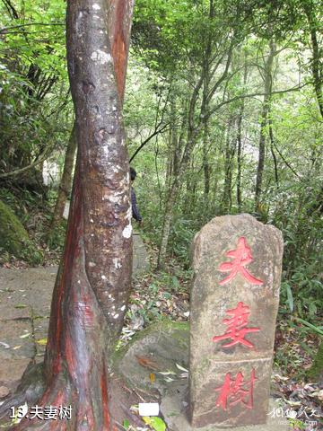 温州文成龙麒源-夫妻树照片