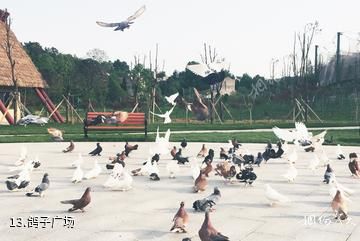 武汉黄陂木兰花乡景区-鸽子广场照片