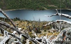 甘孜香巴拉七湖旅游攻略之枯树