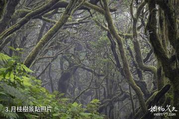 西班牙加拉霍艾國家公園-月桂樹照片