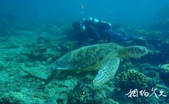 馬來西亞西巴丹島旅遊攻略之與海龜共游