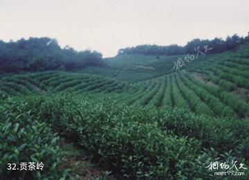 绍兴大香林-贡茶岭照片