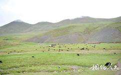 西藏哲古旅游攻略之哲古草原