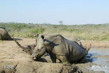 中非马诺沃-贡达圣弗洛里斯国家公园-动物照片