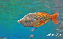 上海海洋水族館旅遊攻略之澳大利亞彩虹魚
