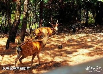 臨滄五老山國家森林公園-梅花鹿照片