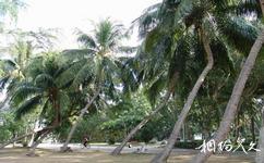 海南大學校園概況之椰子林
