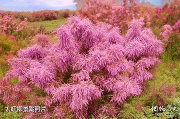 內蒙古哈騰套海國家級自然保護區-紅柳照片