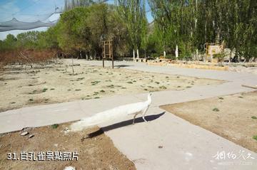 新疆天山野生動物園-白孔雀照片