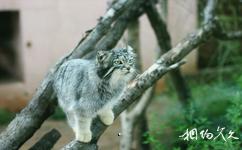 西寧青藏高原野生動物園旅遊攻略之小型貓科動物館