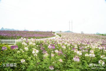 忻城薰衣草庄园-醉蝶花照片