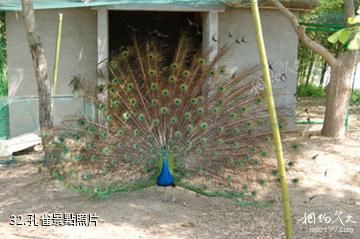 江蘇永豐林農業生態園-孔雀照片