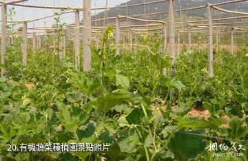 安徽禾泉農莊-有機蔬菜種植園照片