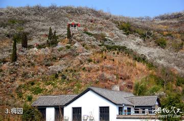 绍兴香雪梅海旅游区-梅园照片