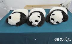 广州长隆旅游攻略之大熊猫三胞胎