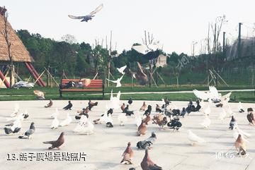 武漢黃陂木蘭花鄉景區-鴿子廣場照片