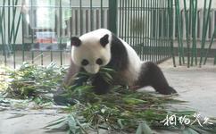 北方森林動物園旅遊攻略之熊貓館