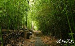 澳大利亚凯恩斯市旅游攻略之热带雨林