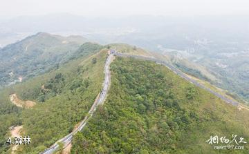 玉林龟岭谷景区-森林照片