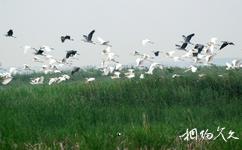 佳木斯富锦国家湿地公园旅游攻略之鸟类