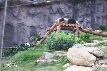 石排湾郊野公园-大熊猫照片