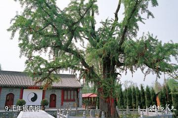 西安重阳宫-千年银杏树照片