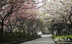 常州青楓公園旅遊攻略之櫻花林