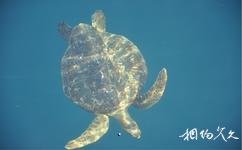 厄瓜多尔加拉帕戈斯群岛旅游攻略之大海龟