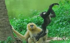深圳野生动物园旅游攻略之长臂猿猴岛