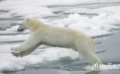 挪威斯瓦爾巴群島旅遊攻略之北極熊