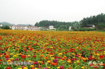 遂寧安居七彩明珠景區-七彩花海照片