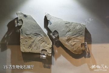 辽宁朝阳鸟化石国家地质公园-古生物化石展厅照片