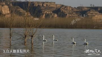 東營龍悅湖天鵝湖-白天鵝照片