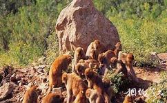 太行山旅遊攻略之太行山獼猴國家級自然保護區