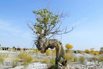 新疆艾比湖-植物资源照片