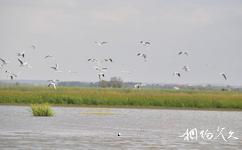 哈尔滨白鱼泡湿地公园旅游攻略之观鸟