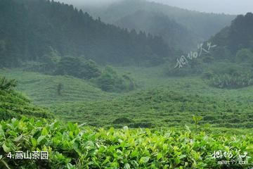 广西平天山国家森林公园-高山茶园照片