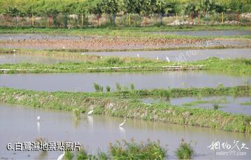 三亞水稻國家公園-白鷺濕地照片