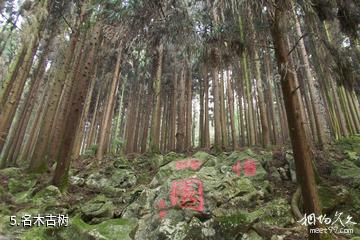 大竹五峰山国家森林公园-名木古树照片