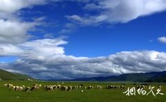 中甸纳帕海旅游攻略之牛羊遍野